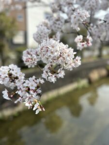 桜１